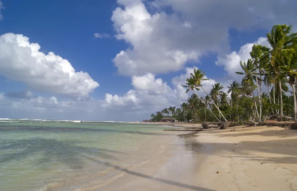与棕榈树和美丽的海洋包围的野生加勒比海滩 — 图库照片
