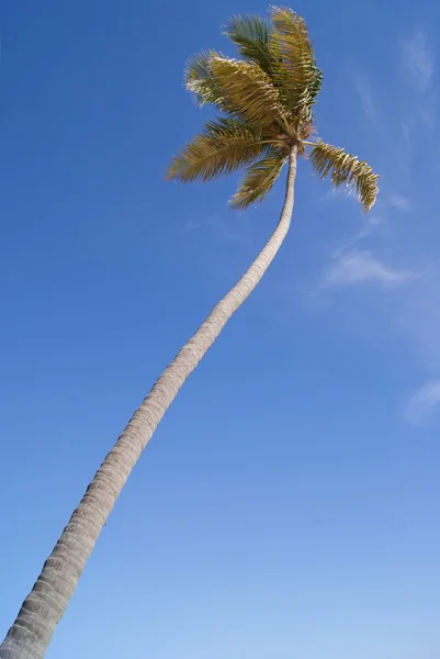 Пальма і блакитне небо — стокове фото