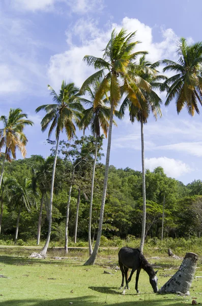 Wild Carribean Horse Browse Coconut Palms Samana Dominican Republic — Stock Photo, Image