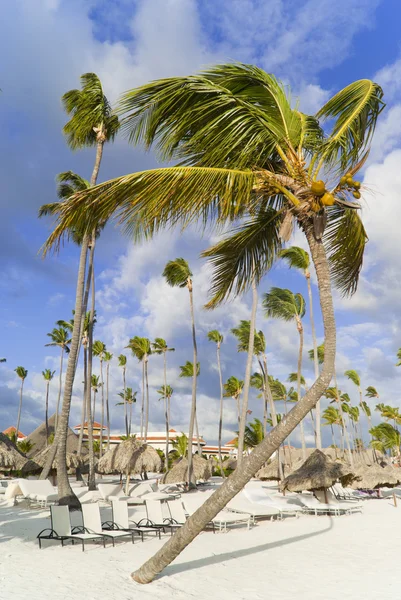 Palma Danzante Sulla Spiaggia Vuota Dei Caraibi — Foto Stock