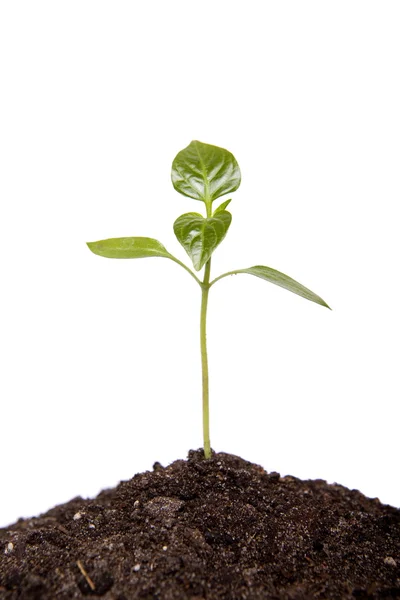 Small sprout — Stock Photo, Image