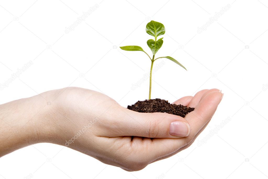 Small sprout in hands