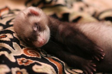 Little ferret clipart