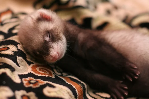 stock image Little ferret