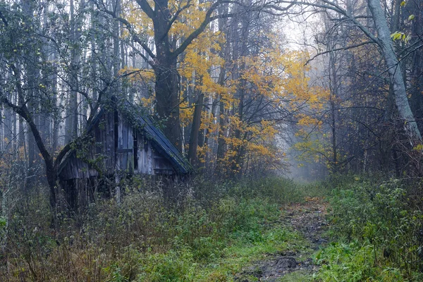 Litet hus i en dimmig skog — Stockfoto