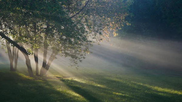 stock image Sunbeams