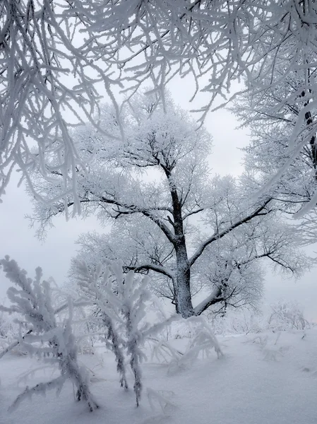 stock image Winter