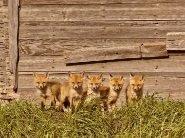 Five fox kits by old Saskatchewan granary clipart