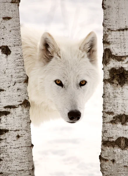 在冬季的两棵树之间见过的北极狼 — 图库照片
