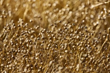 Olgun Flax Saskatchewan Kanada tohumu yakın tarım