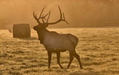 gün batımı elk boğa saskatchewan Kanada sarı boru