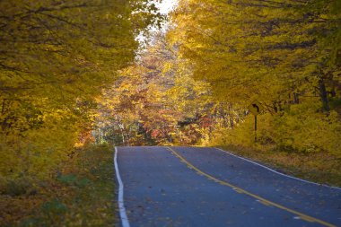 sonbahar ağaçlar sonbahar michigan güzel kırmızı turuncu renk.