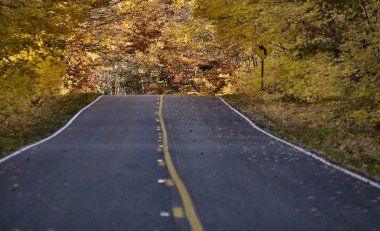 sonbahar ağaçlar sonbahar michigan güzel kırmızı turuncu renk.