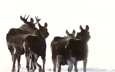 Prairie Moose Saskatchewan clipart