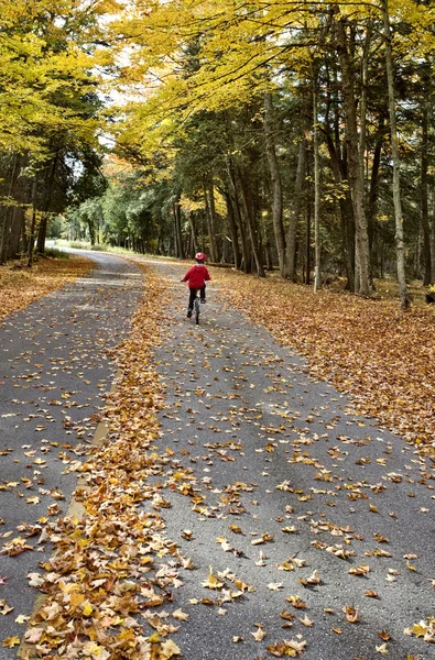 stock image Autumn Leaves