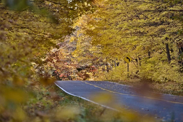 Осінні Дерева Восени Мічиган Кольори Красивий Червоний Помаранчевий — стокове фото