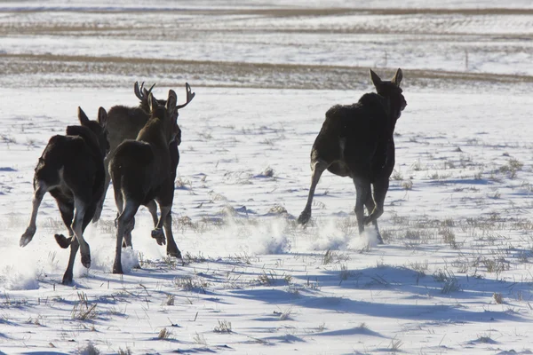 Prateria Moose Saskatchewan — Foto Stock
