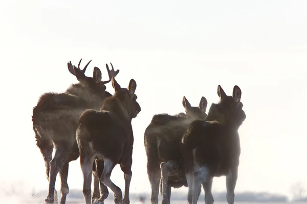 Prérie Saskatchewanu Moose Kanada Zimní Běh — Stock fotografie