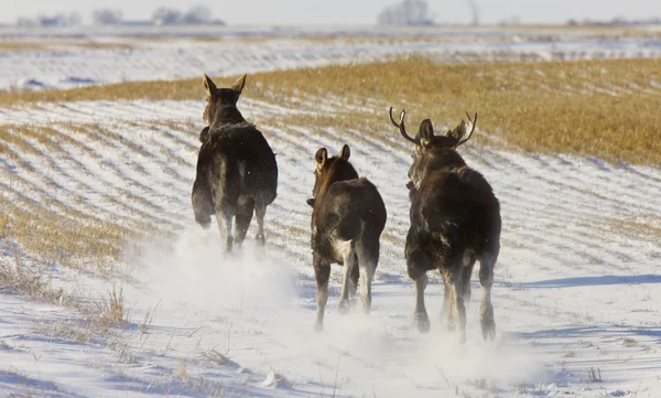 Prairie Moose Saskatchewan Canadá Inverno Correndo — Fotografia de Stock