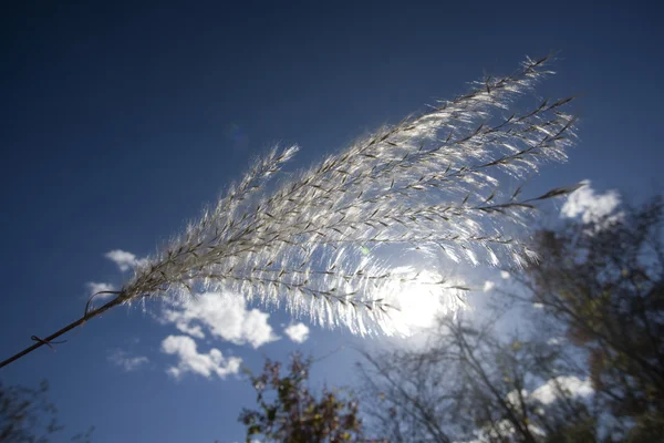 白いふわふわ雑草 — ストック写真