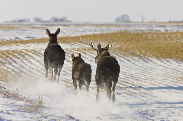 Prairie Moose Saskatchewan — Stock Photo, Image