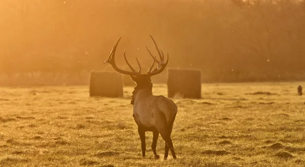 Sunset Elk Bull