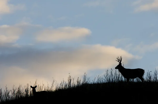Silhueta Veados Saskatchewan Canada Mule Deer Hills — Fotografia de Stock