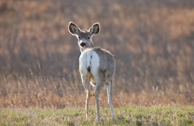 katır geyiği saskatchewan prairie Kanada