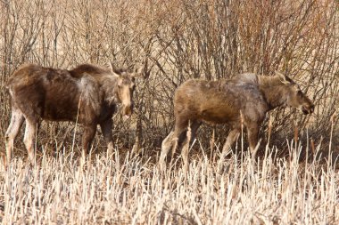 Moose inek ve Dana saskatchewan Kanada