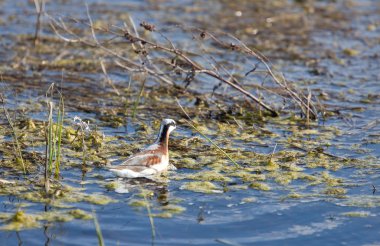 Wilson's Phalarope su Kanada
