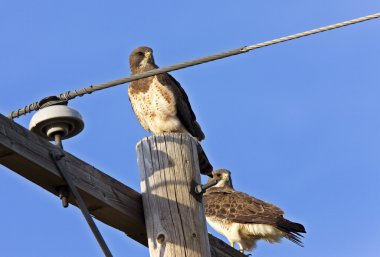 redtailed Şahin doğum sonrası Kanada