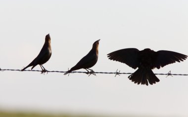 cowbirds bir tel üzerinde