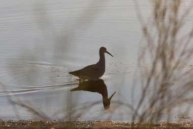 Sandpiper göl saskatchewan Amerika Birleşik Devletleri