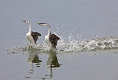 Western Grebe on Lake Saskatchewan Canada clipart