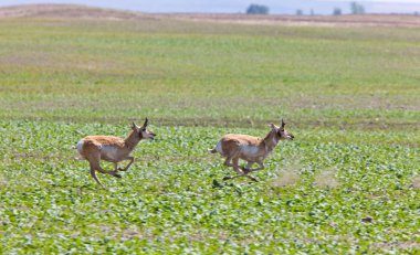 pronghorn çayır alanında çalışan antilop