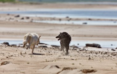 Köpekler beach saskatchewan Kanada diefenbaker Gölü