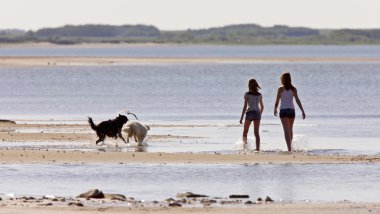 kız ve köpek plaj saskatchewan Kanada diefenbaker Gölü