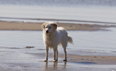 Kumsaldaki köpek.