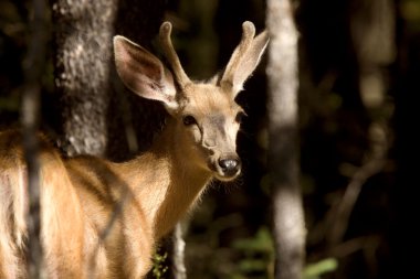 geyik buck