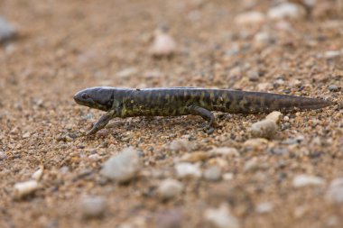 Kaplan salamander newt saskatchewan Kanada yapışkan deri
