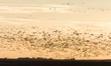 kar kazları uçuş günbatımı saskatchewan, Kanada blurrred