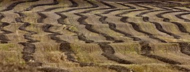 buğday alan sargı saskatchewan Kanada hasat zamanı