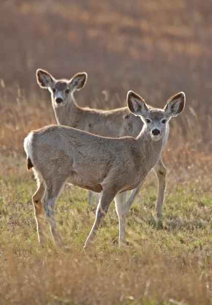 Cervo mulo Saskatchewan — Foto Stock
