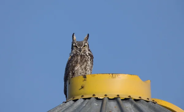 stock image Great Horned Owl on Granary