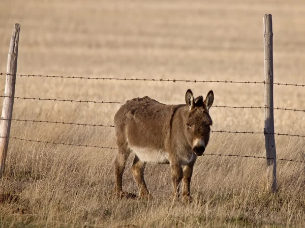 Mule Pasture Canada Saskatchewan Burro — Fotografia de Stock