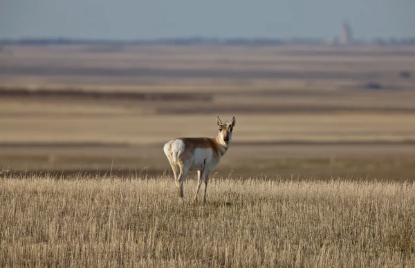 Pronghorn antielope prairie Saskatchewan — Photo