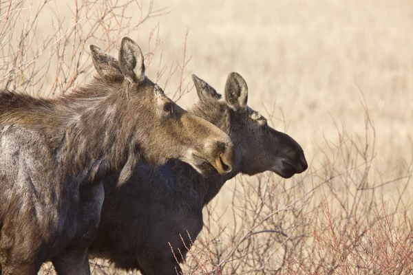 Moose Cow e Vitello Saskatchewan Canada — Foto Stock