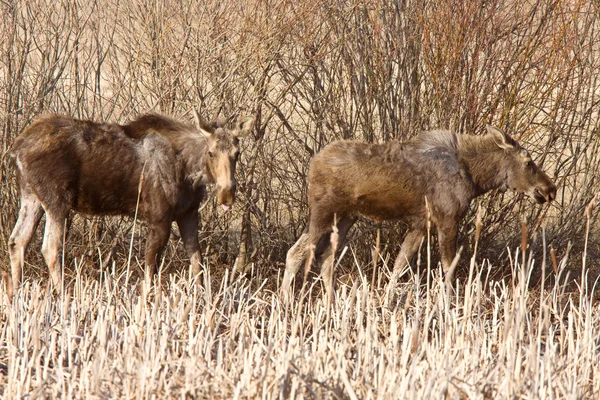 Moose Inek Dana Saskatchewan Kanada — Stok fotoğraf