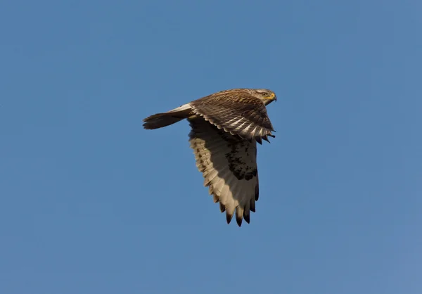 Falco coda rossa in volo — Foto Stock