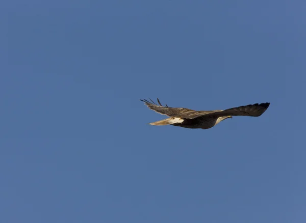 Red Tailed Havik Tijdens Vlucht — Stockfoto